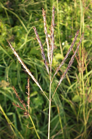 Bothriochloa ischoemum \ Gewhnliches Bartgras / Bluestem, D Karlsruhe 4.9.2010