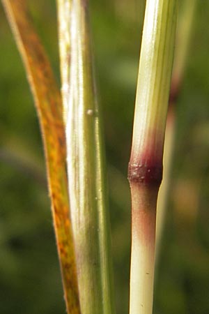 Bothriochloa ischoemum \ Gewhnliches Bartgras, D Karlsruhe 4.9.2010