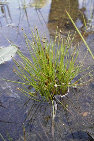 Isolepis setacea \ Borsten-Moorbinse / Bristle Club Rush, D Birkenheide 18.7.2011