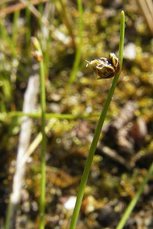 Isolepis setacea \ Borsten-Moorbinse / Bristle Club Rush, D Birkenheide 18.7.2011