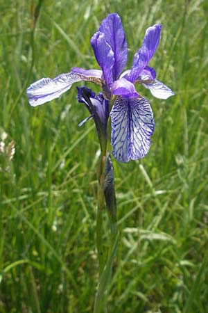 Iris sibirica \ Sibirische Schwertlilie / Siberian Iris, D Pfalz, Bellheim 29.5.2012
