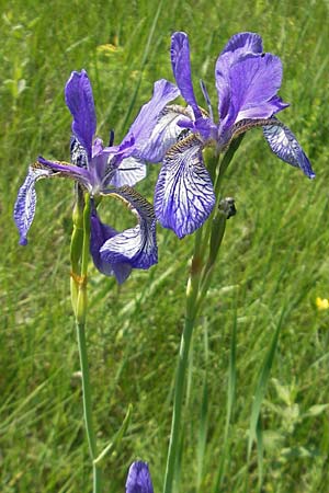 Iris sibirica \ Sibirische Schwertlilie / Siberian Iris, D Pfalz, Speyer 29.5.2012