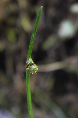 Isolepis setacea \ Borsten-Moorbinse, D Schwarzwald, Reichental 7.7.2012