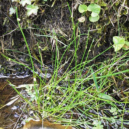 Isolepis setacea \ Borsten-Moorbinse / Bristle Club Rush, D Schwarzwald/Black-Forest, Reichental 7.7.2012