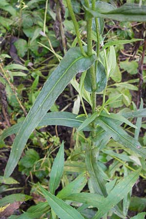 Pentanema salicinum \ Weidenblttriger Alant / Irish Fleabane, D Wiesbaden 22.9.2012