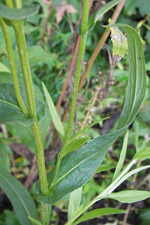 Pentanema salicinum \ Weidenblttriger Alant, D Wiesbaden 22.9.2012