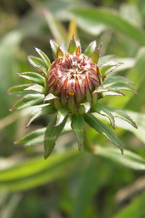 Pentanema salicinum \ Weidenblttriger Alant / Irish Fleabane, D Groß-Gerau 4.7.2013