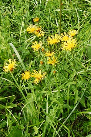 Pentanema salicinum \ Weidenblttriger Alant, D Groß-Gerau 23.8.2014