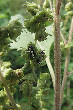 Iva xanthiifolia \ Schlagkraut, D Mannheim 16.9.2006