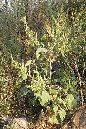 Iva xanthiifolia \ Schlagkraut / Marsh Elder, D Viernheim 10.9.2012