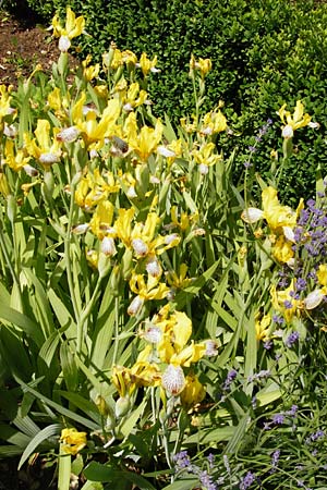 Iris variegata \ Bunte Schwertlilie / Hungarian Iris, D Pappenheim 19.6.2014