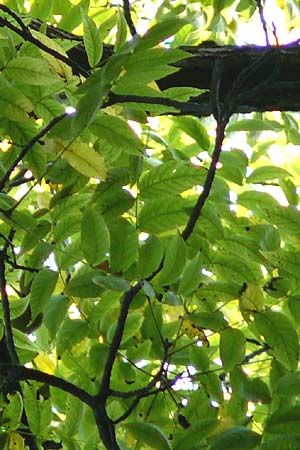 Juglans nigra / Black Walnut, American Walnut, D Mannheim 4.10.2014