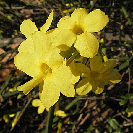 Jasminum nudiflorum \ Winter-Jasmin / Winter-Flowering Jasmine, D Mannheim 15.12.2006