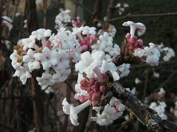 Viburnum x bodnantense \ Winter-Schneeball, Duft-Schneeball, D Heidelberg 22.12.2006