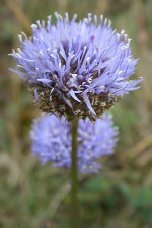 Jasione montana \ Berg-Sandglckchen, Schaf-Rapunzel, D Siefersheim 14.6.2008