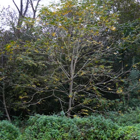 Juglans cinerea \ Butter-Nuss, Graue Walnuss, D Gernsheim 20.10.2014