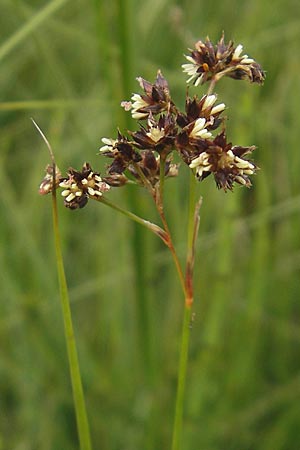 Juncus acutiflorus x articulatus \ Bastard-Glieder-Binse / Hybrid Rush, D Gessertshausen 30.7.2011