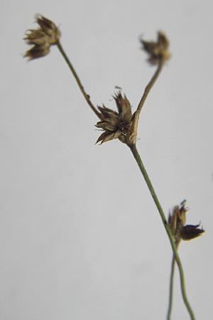 Juncus acutiflorus x articulatus \ Bastard-Glieder-Binse / Hybrid Rush, D Odenwald, Erbach 2.10.2012