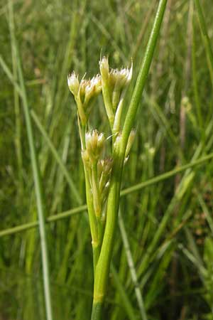 Juncus acutiflorus \ Spitzbltige Binse / Sharp-flowered Rush, D Lobbach-Waldwimmersbach 19.6.2013