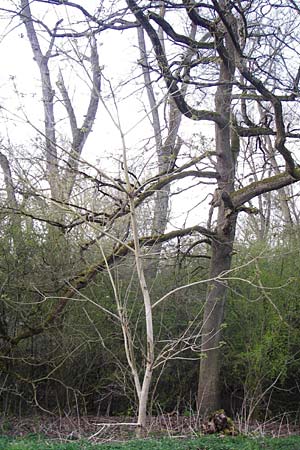 Juglans cinerea \ Butter-Nuss, Graue Walnuss, D Gernsheim 24.3.2014