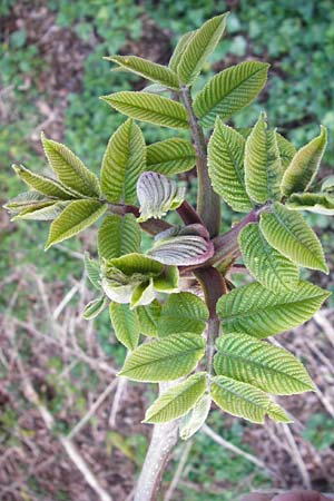 Juglans cinerea \ Butter-Nuss, Graue Walnuss, D Gernsheim 24.3.2014