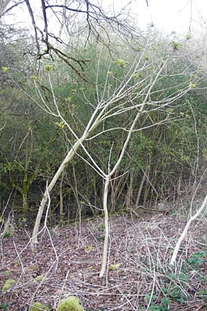 Juglans cinerea \ Butter-Nuss, Graue Walnuss, D Gernsheim 24.3.2014