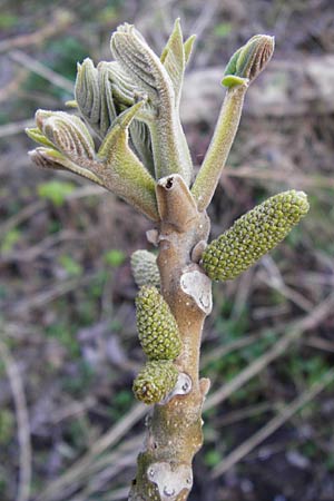 Juglans cinerea \ Butter-Nuss, Graue Walnuss, D Gernsheim 24.3.2014