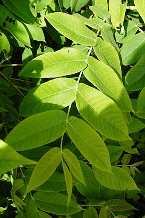 Juglans cinerea \ Butter-Nuss, Graue Walnuss, D Gernsheim 11.5.2014