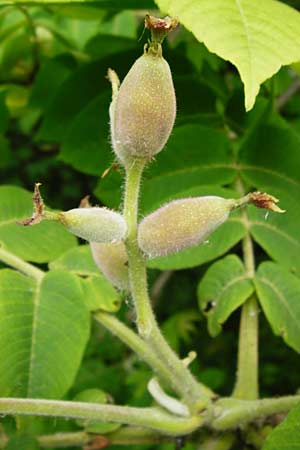 Juglans cinerea \ Butter-Nuss, Graue Walnuss, D Gernsheim 11.5.2014