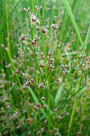 Juncus articulatus \ Glieder-Binse, Glanzfrchtige Binse / Jointlead Rush, D Obernzell an der Donau 11.6.2014