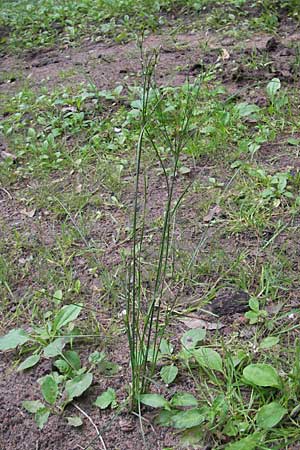 Juncus tenuis \ Zarte Binse / Slender Rush, D Bad Dürkheim 19.7.2009