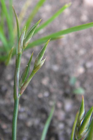 Juncus bufonius \ Krten-Binse, D Dieburg 2.7.2013