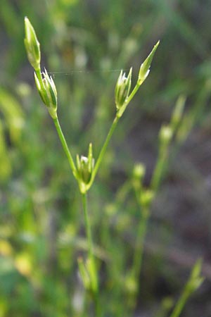 Juncus bufonius \ Krten-Binse, D Odenwald, Fischbachtal-Steinau 25.6.2014