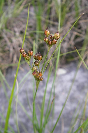 Juncus compressus \ Zusammengedrckte Binse / Round-Fruited Rush, D Mannheim 27.7.2011