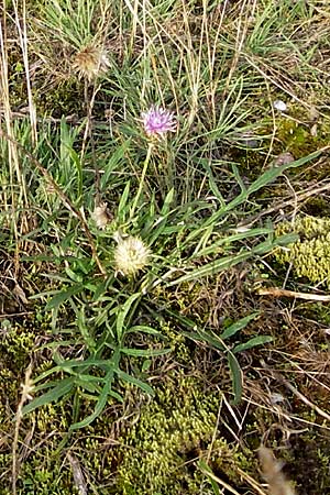 Jurinea cyanoides \ Sand-Silberscharte / Sand Jurinea, D Mannheim 21.9.2013