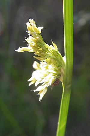 Juncus effusus \ Flatter-Binse / Soft Rush, D Odenwald, Neckargemünd-Mückenloch 26.5.2011