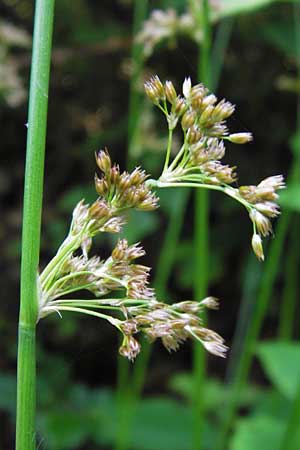 Juncus effusus \ Flatter-Binse, D Lobbach-Waldwimmersbach 19.6.2013