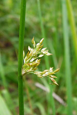 Juncus effusus / Soft Rush, D Odenwald, Erbach 30.5.2014