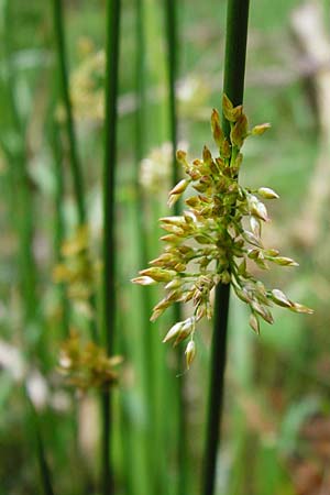 Juncus effusus \ Flatter-Binse / Soft Rush, D Odenwald, Erbach 30.5.2014