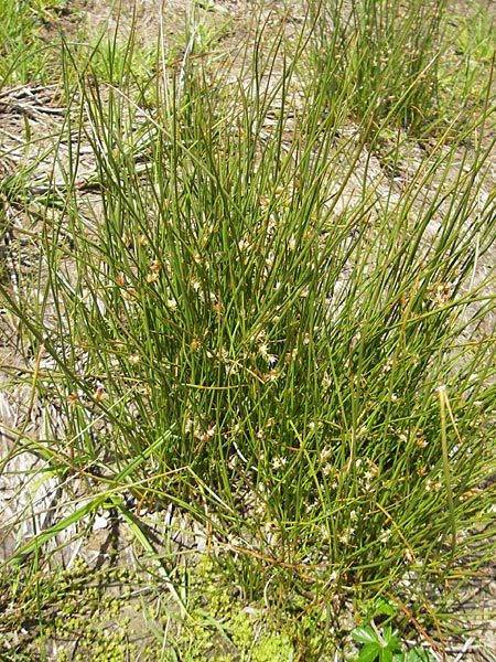 Juncus filiformis \ Faden-Binse / Thread Rush, D Oberstdorf 22.6.2011