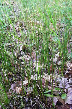 Juncus filiformis \ Faden-Binse / Thread Rush, D Zwiesel 9.6.2014