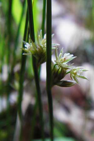 Juncus filiformis \ Faden-Binse / Thread Rush, D Zwiesel 9.6.2014