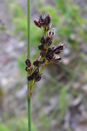 Juncus inflexus \ Blaugrne Binse / Hard Rush, D Gimbsheim 1.7.2014