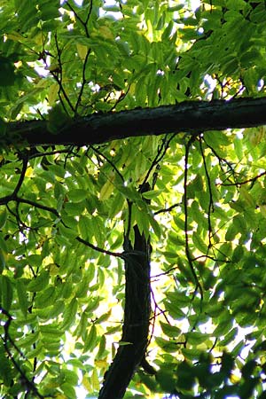 Juglans nigra \ Schwarznuss / Black Walnut, American Walnut, D Mannheim 4.10.2014