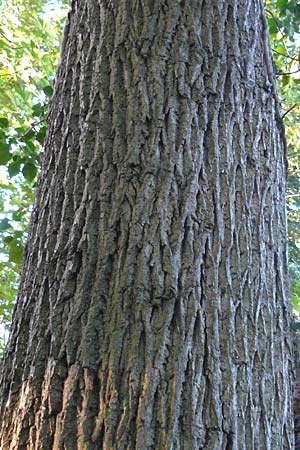 Juglans nigra \ Schwarznuss / Black Walnut, American Walnut, D Mannheim 4.10.2014