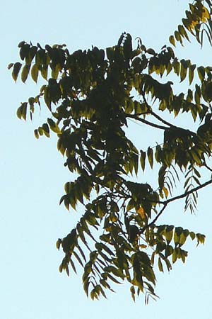 Juglans nigra \ Schwarznuss / Black Walnut, American Walnut, D Mannheim 4.10.2014