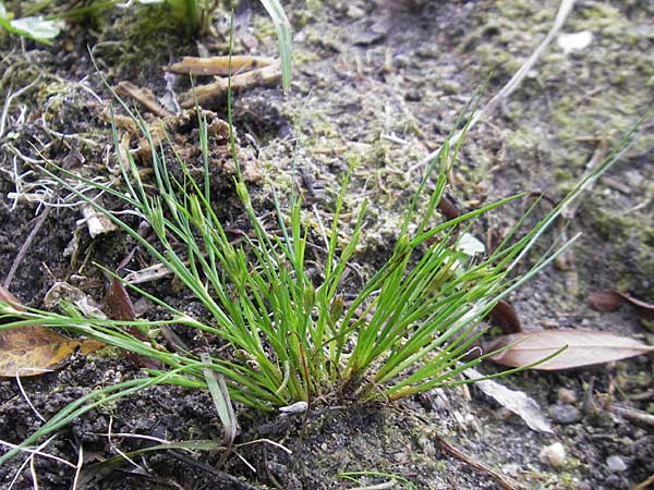 Juncus ranarius / Frog Rush, D Ludwigshafen 10.10.2011