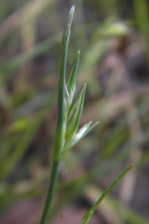 Juncus ranarius \ Frosch-Binse, D Ludwigshafen 10.10.2011