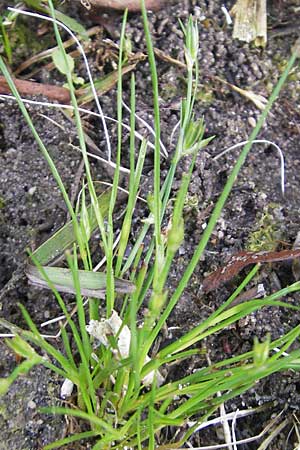 Juncus ranarius \ Frosch-Binse / Frog Rush, D Ludwigshafen 10.10.2011