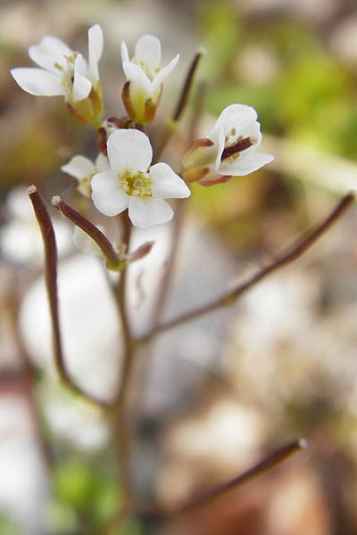 Cardamine occulta \ Japanisches Reisfeld-Schaumkraut, D Insel Reichenau, Oberzell 1.4.2014